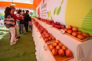 청춘양구 펀치볼 시래기사과축제 포스터