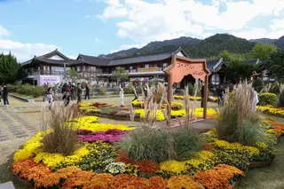 월출산 국화축제 포스터