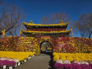 부여국화축제 포스터