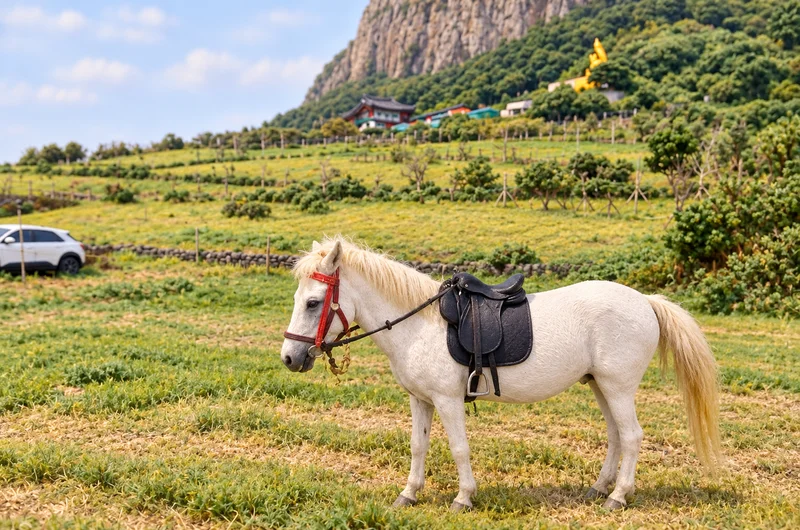 산방산 승마체험 사진