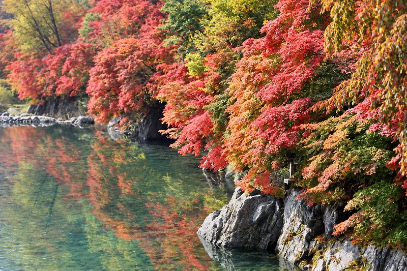 태백 철암단풍군락지 사진