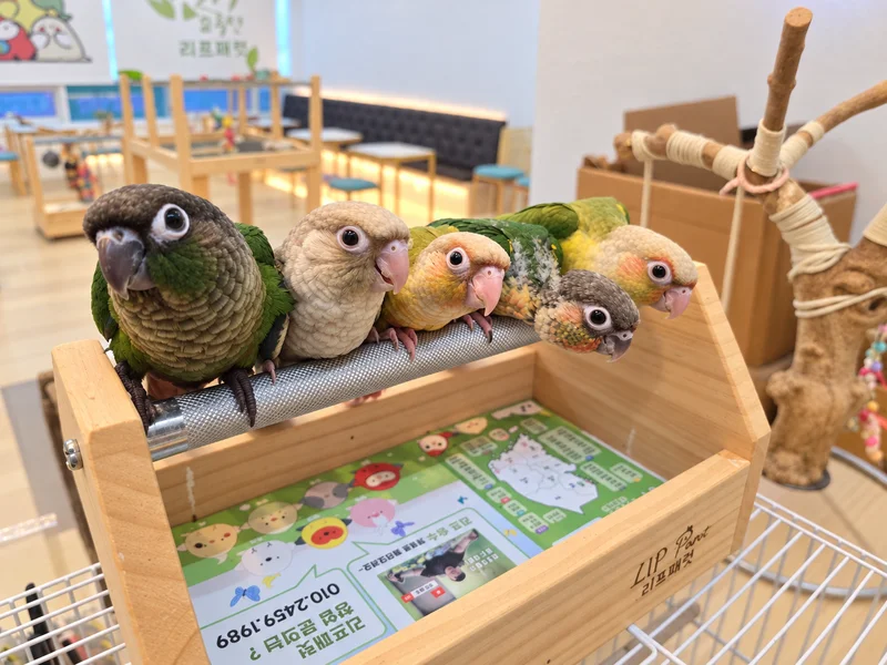 리프패럿 화성점 사진
