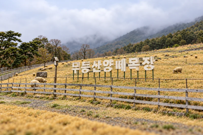 무등산양떼목장 사진