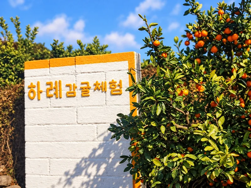 하례감귤체험농장 사진