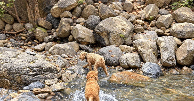 지장산계곡 사진