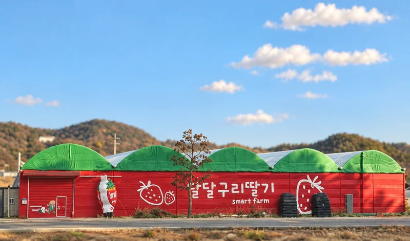 달달구리딸기농장 사진