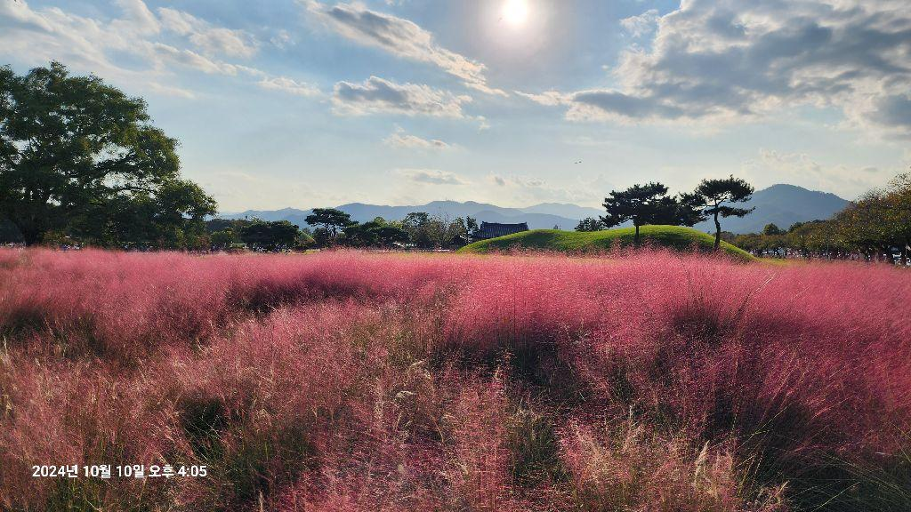 경주 핑크뮬리 군락지 사진