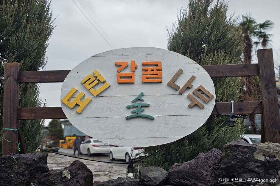 도련 감귤나무숲 사진