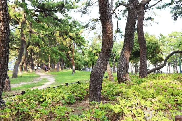 송림공원 사진