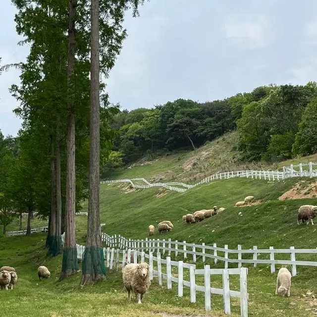 송산목장 사진