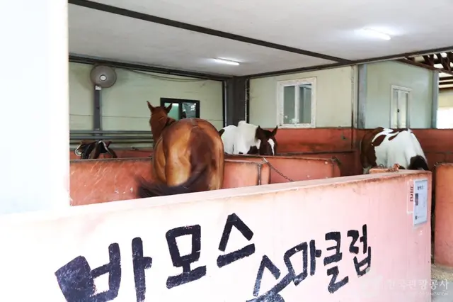 바모스승마클럽 사진