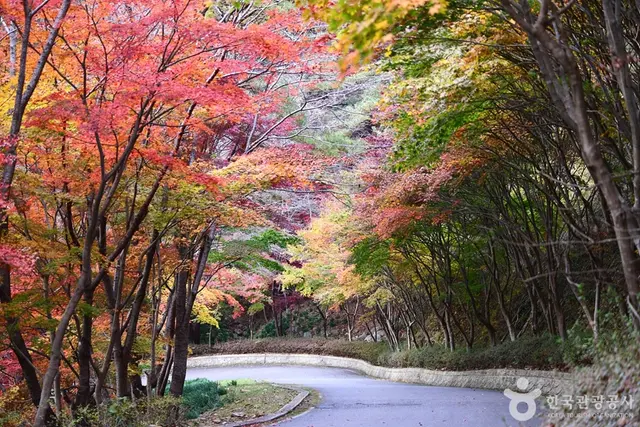 백아산자연휴양림 사진