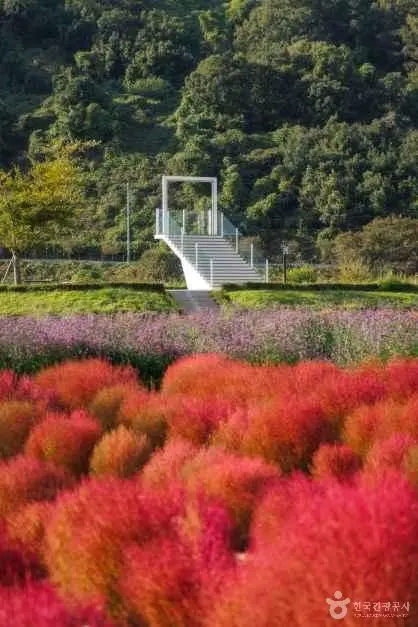 임진강 댑싸리정원 사진