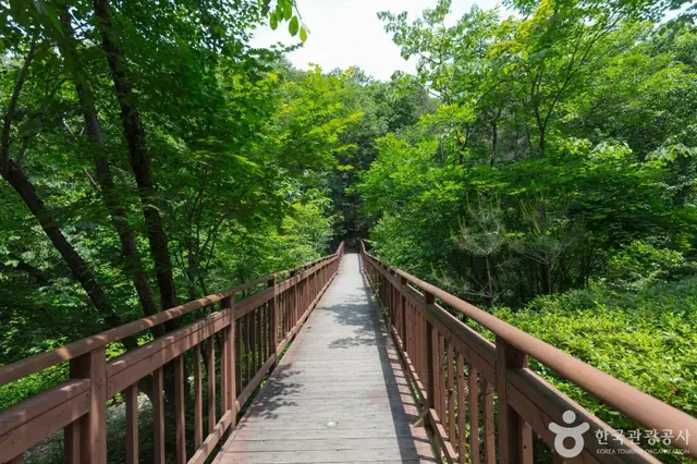 국립 용화산자연휴양림 사진