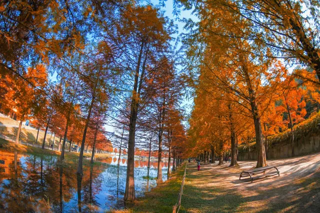 담양 메타세쿼이아길 사진
