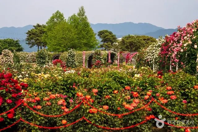 섬진강장미공원 사진