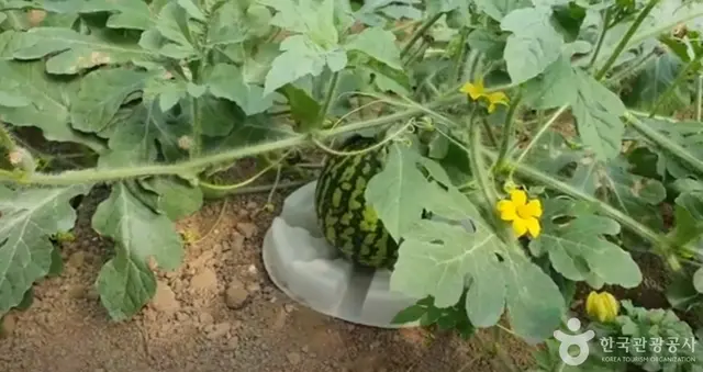 큰삼촌농촌체험 사진