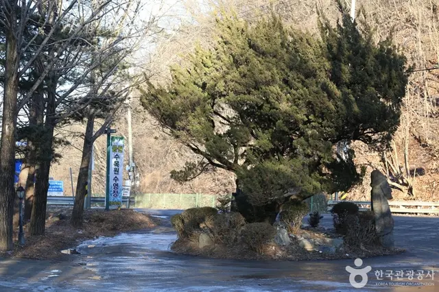 금원수목원수영장 사진