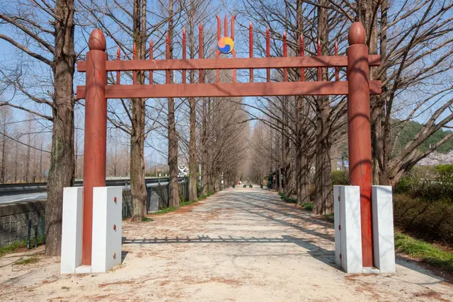 담양 메타세쿼이아길 사진