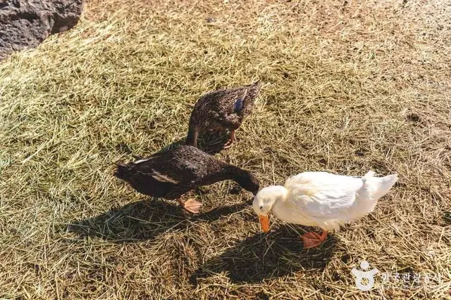 블랙스톤 벨포레 목장 사진