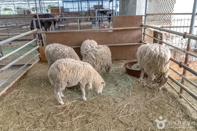 늘푸른체험농원 사진