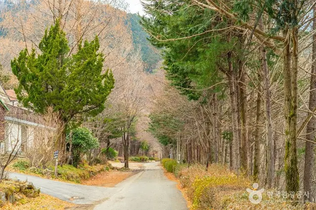 무등산편백자연휴양림 사진