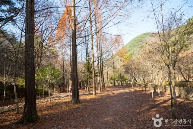 상소동 산림욕장 사진