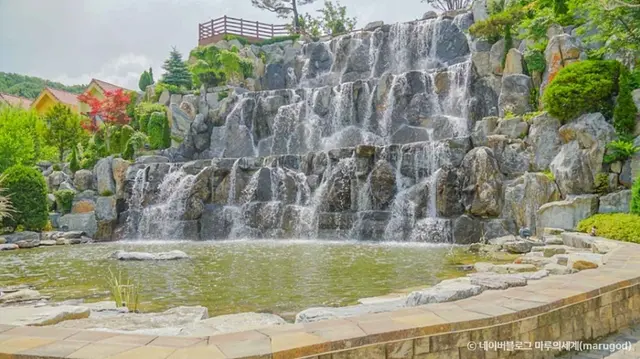 용인자작나무숲 사진