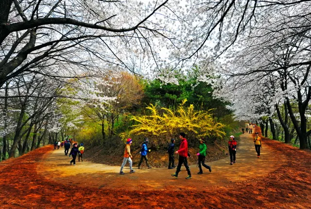 계족산 황톳길 사진