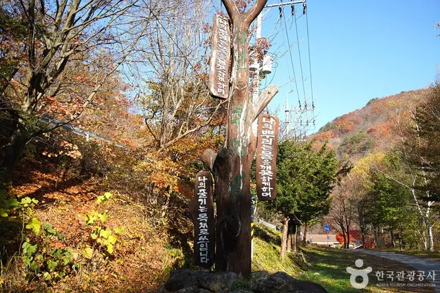 국립 용대자연휴양림 사진