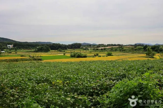 여주 오감도토리마을 사진