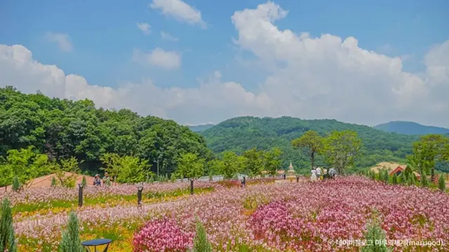 용인자작나무숲 사진
