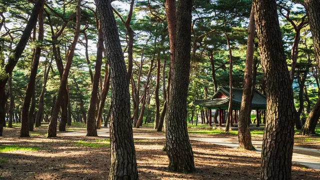 하동송림공원 사진
