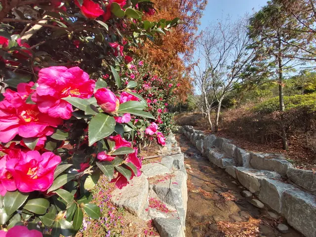 1004섬 분재공원 사진