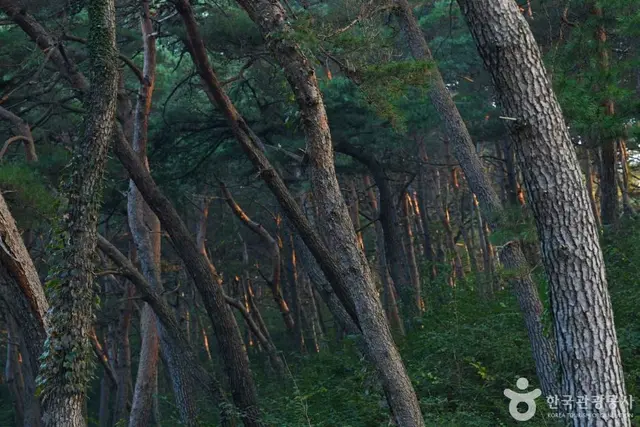 마곡사 천연송림욕장 사진