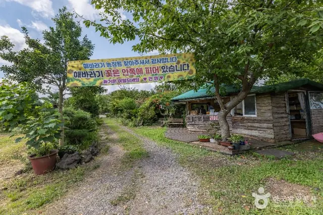 김경숙해바라기농장 사진
