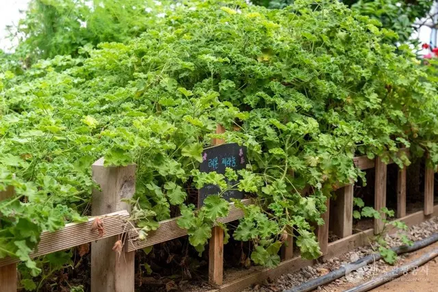 원평허브농원 사진