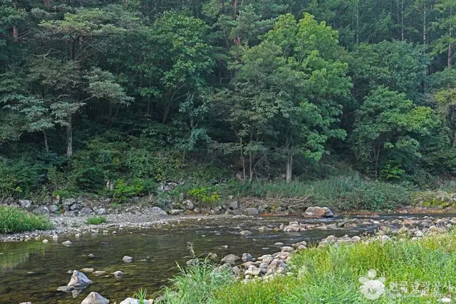 아침가리계곡 사진