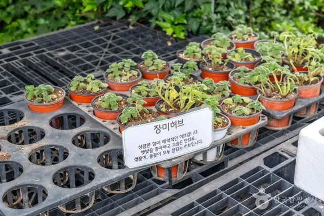 원평허브농원 사진