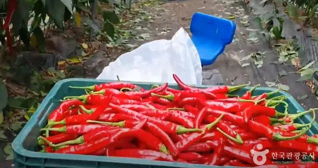 큰삼촌농촌체험 사진