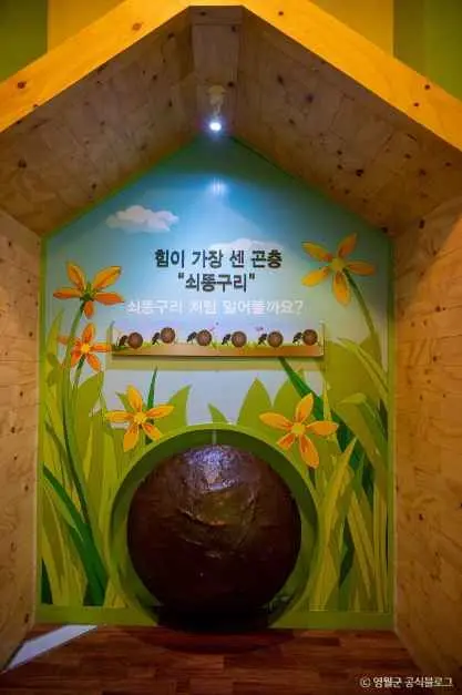 영월곤충박물관 사진