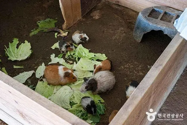 찬우물 체험 동물농장 사진