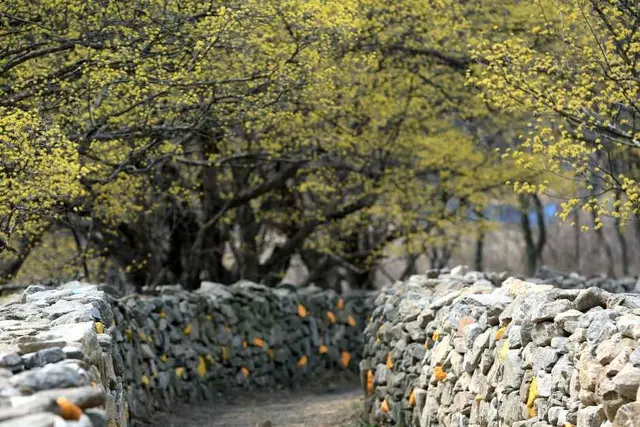 산수유사랑채 사진