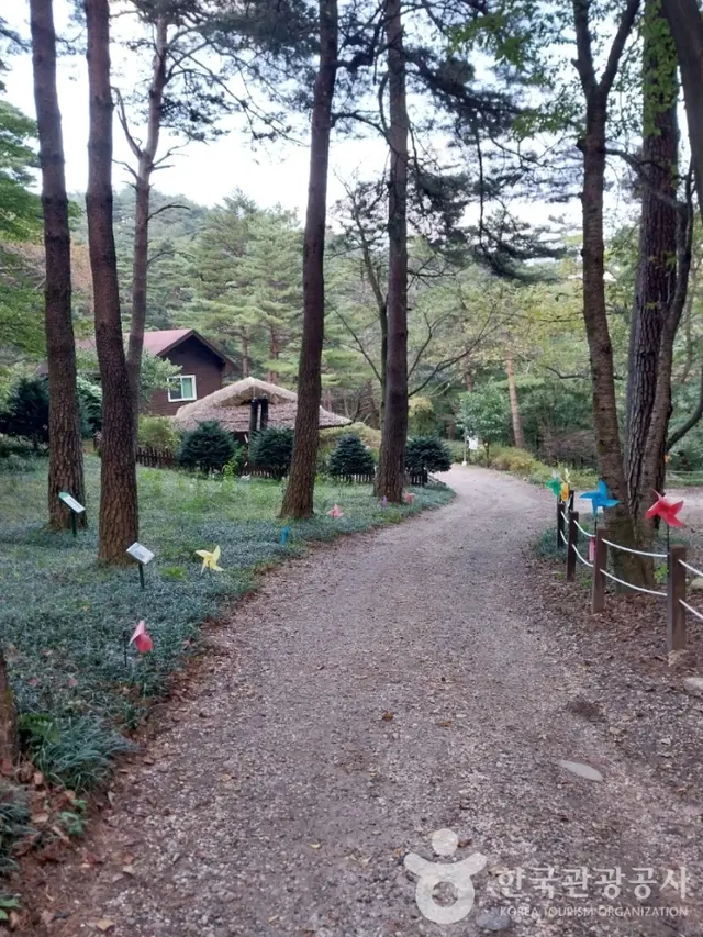국립대관령자연휴양림 사진