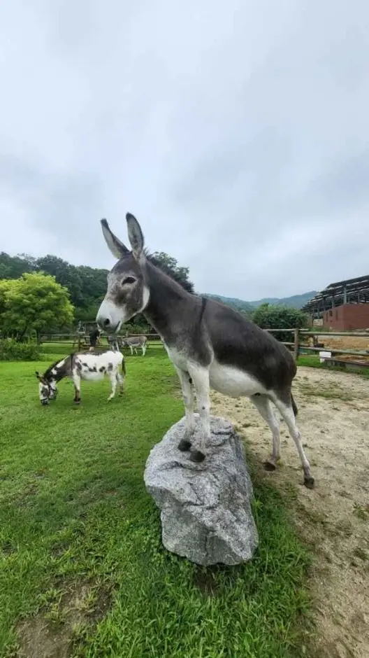 동키스타즈 사진