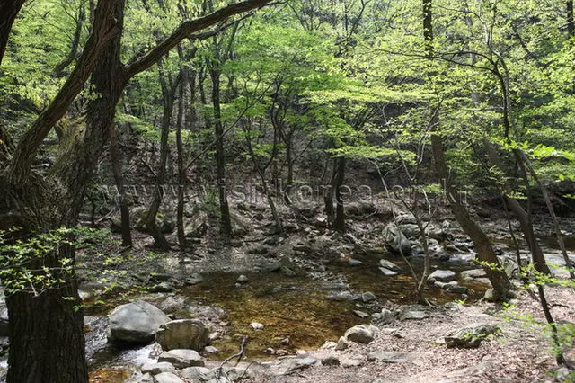 동학사계곡 사진