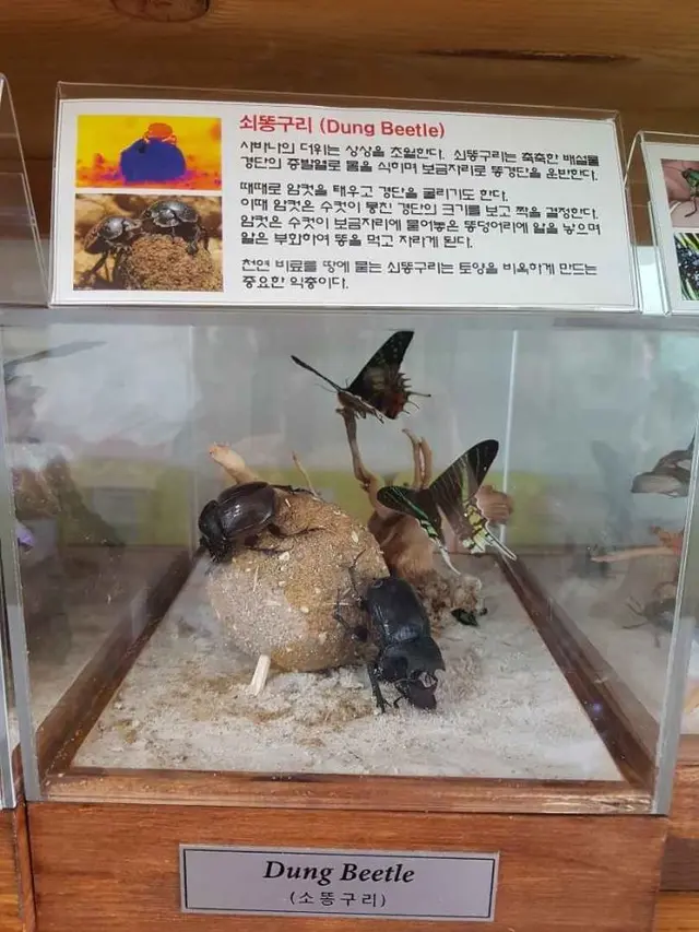 세산곤충체험농장 사진