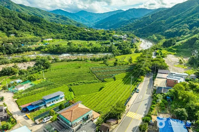 하동 삼신녹차마을 사진