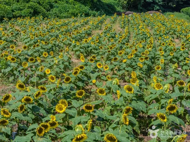 김경숙해바라기농장 사진