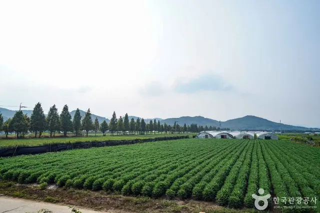 사천녹차단지 사진